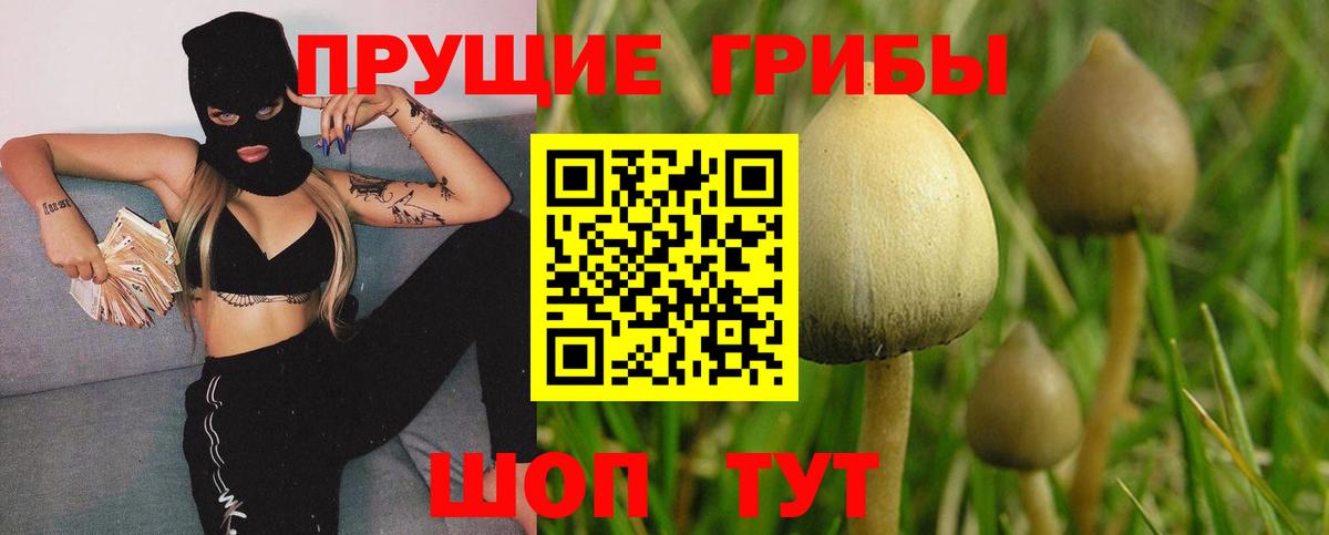 Галлюциногенные грибы MAGIC MUSHROOMS  Вход с VPN  Ростов-на-Дону  Псилоцибиновые грибы GOLDEN TEACHER 